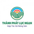 Bột Sâm Nam